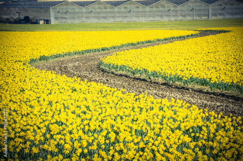 Fototapeta Naklejka Na Ścianę i Meble -  Top view s-curved winding path in daffodil farm at Skagit Valley, WA, USA. Springfield of bright yellow narcissus flower blossom with row of green houses in background. Nature and agriculture concept