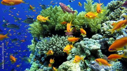 Wallpaper Mural Video shooting at a shallow depth. The corals and tropical fish. Torontodigital.ca