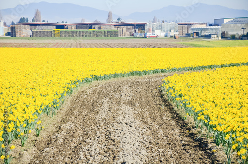Fototapeta Naklejka Na Ścianę i Meble -  Springfield of bright yellow daffodil (narcissus) flower blossom in local farm at Skagit Valley, WA, America.