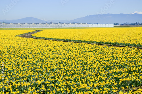 Fototapeta Naklejka Na Ścianę i Meble -  Top view s-curved winding path in daffodil farm at Skagit Valley, WA, USA. Springfield of bright yellow narcissus flower blossom. Row of green houses and snow covered Mount Vernon in background