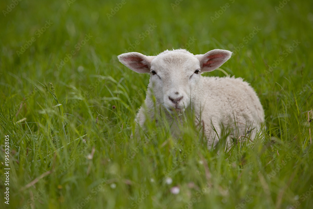 weißes Lamm liegt in hohem grünen Gras, blickt in die Kamera