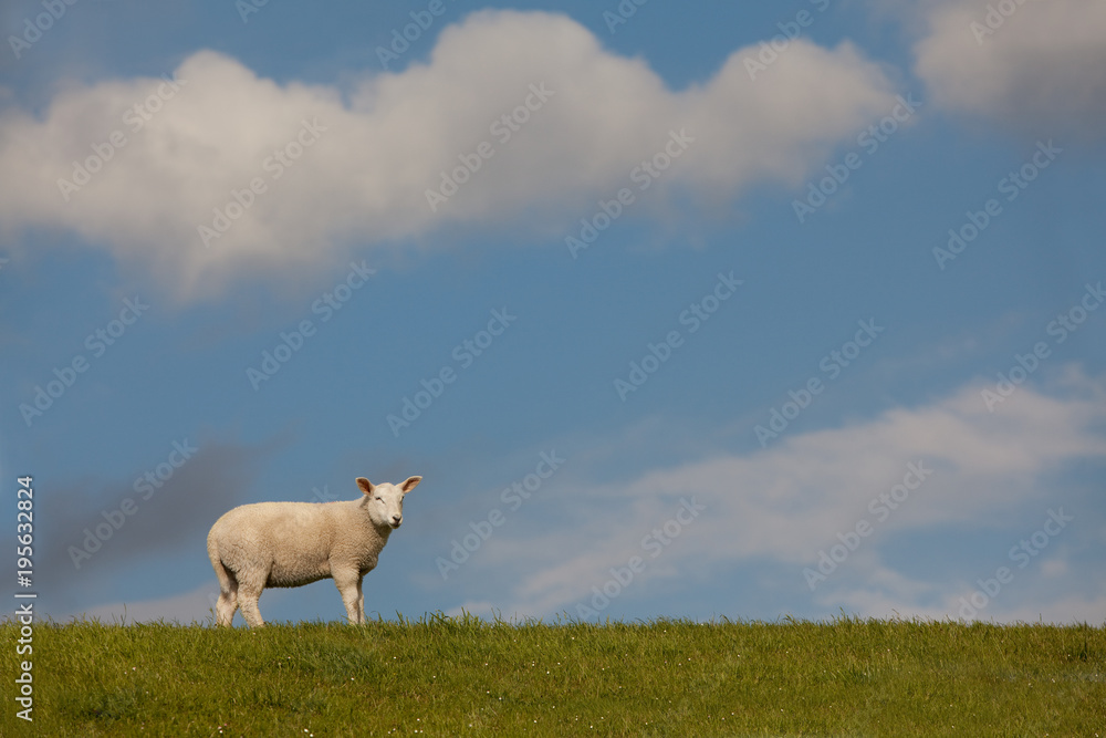 weißes Schaf auf einer Deichkrone unter lebhaftem blauen Himmel mit weißen Wolken weißes Schaf auf einer Deichkrone unter lebhaftem blauen Himmel mit weißen Wolken