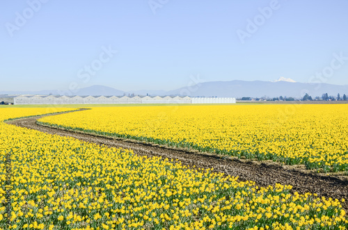 Fototapeta Naklejka Na Ścianę i Meble -  Top view s-curved winding path in daffodil farm at Skagit Valley, WA, USA. Springfield of bright yellow narcissus flower blossom. Row of green houses and snow covered Mount Vernon in background