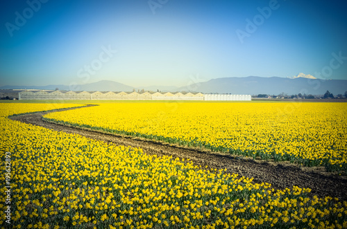 Fototapeta Naklejka Na Ścianę i Meble -  Top view s-curved winding path in daffodil farm at Skagit Valley, WA, USA. Springfield of bright yellow narcissus flower blossom. Row of green houses and snow covered Mount Vernon in background