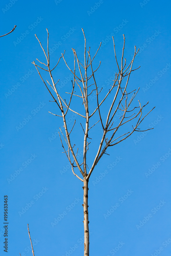 Branches of ash on a blue sky background Branches of ash on a blue sky background