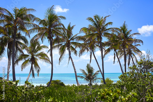 Tropical landscape on the caribbean coast