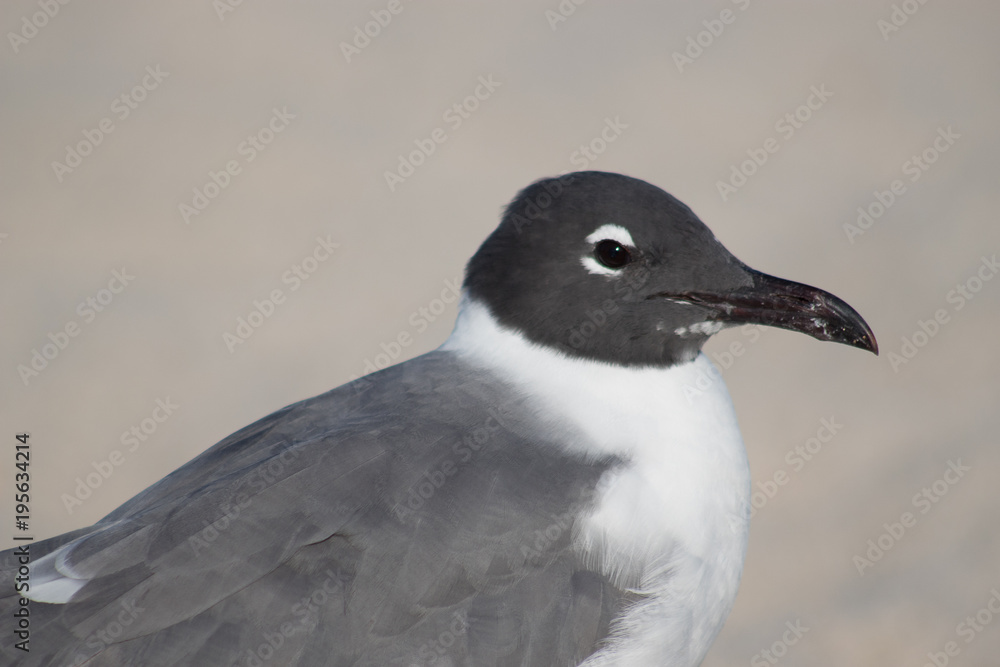 Fototapeta premium bird