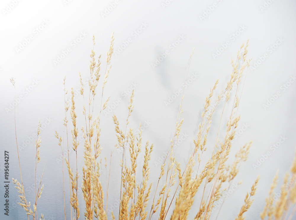 Fototapeta Wheat against white background