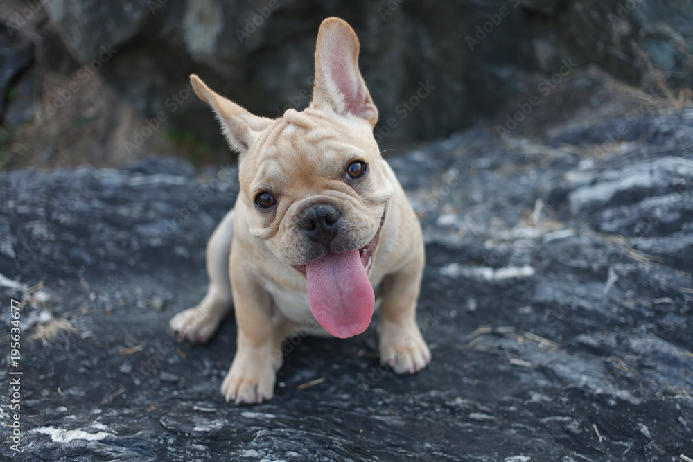 Cute French bulldog playing on rocky ground