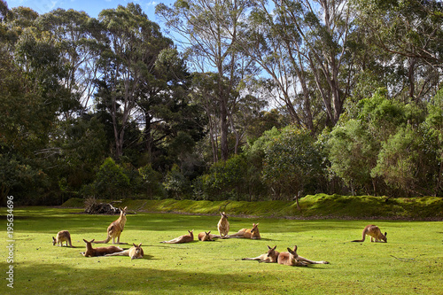Resting kangaroos