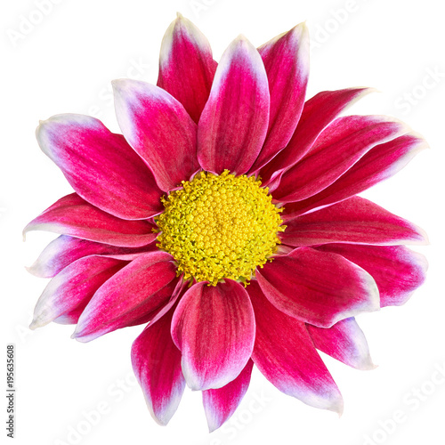 Indoor  flower red-white Chrysanthemum  with yellow center   isolated on white background. Close-up.  Element of design.