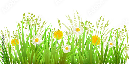Vector Green Grass  chamomiles  dandelions. EPS Vector illustration