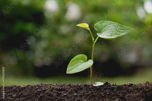 Green young plant growing in soil on nature background