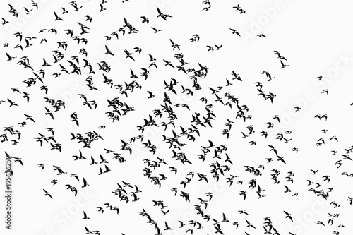silhouettes of a flock of birds on a white background isolate photo
