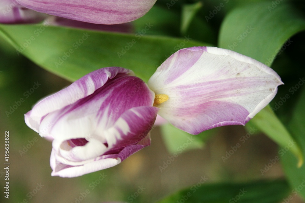 Fototapeta premium tulip