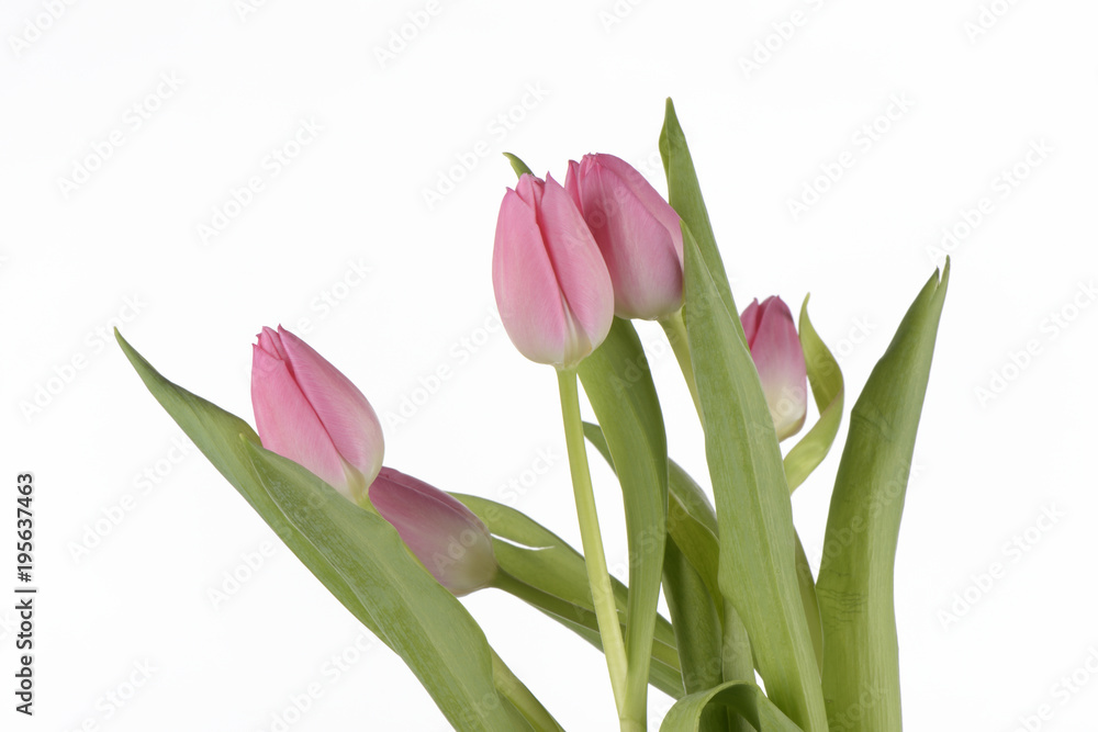 Tulipanes de color rosa sobre fondo blanco Tulipanes de color rosa sobre fondo blanco