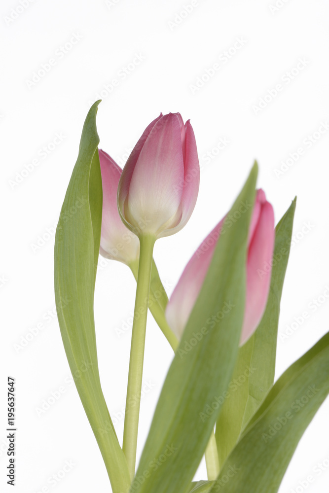 Naklejka premium Tulipanes de color rosa sobre fondo blanco