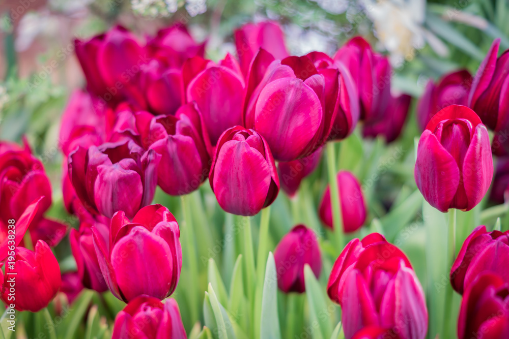 floral background of beautiful dark red tulips.