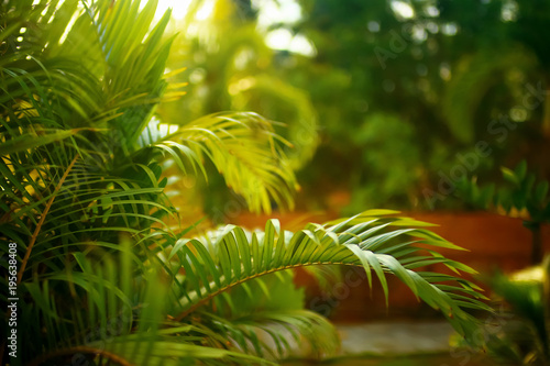 Palm trees in the tropics