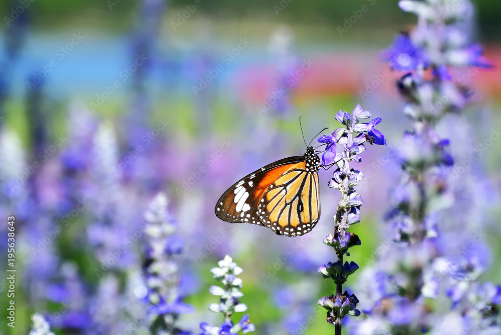 Naklejka premium Close-up Colorful Butterfly On the Purple Flower
