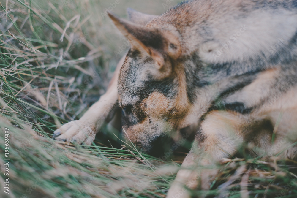 Obraz premium Dogs are cleaning the penis. soft focus.