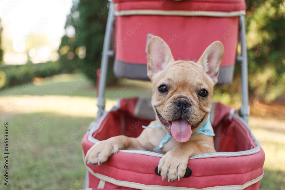 French bulldog in outlet stroller