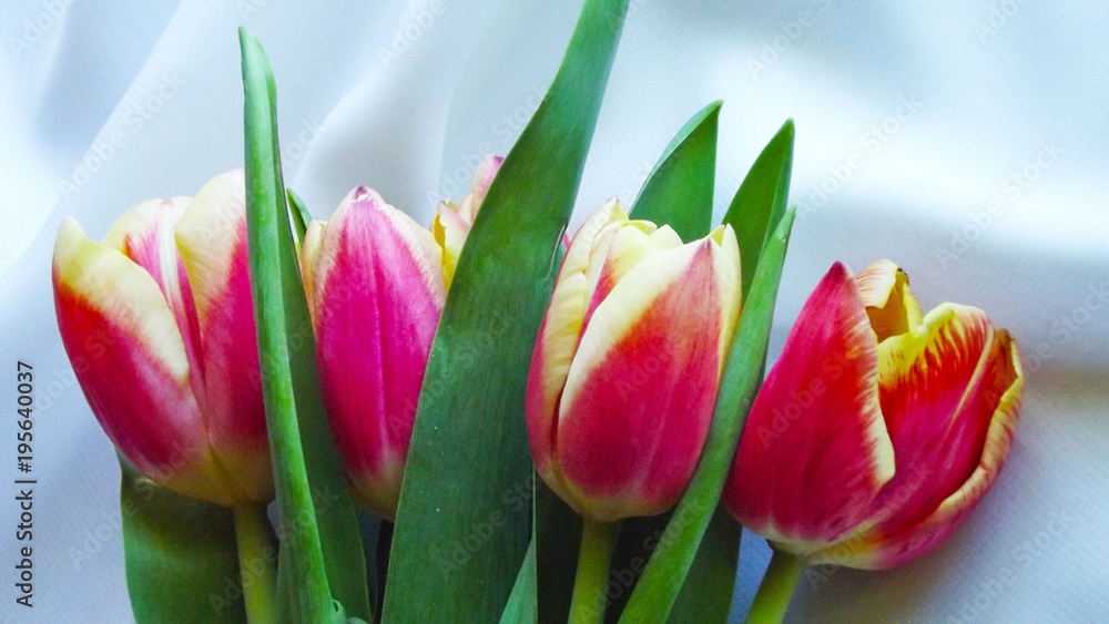 Fototapeta premium Pink tulips on a background of light fabric.