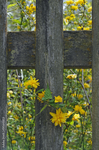 wiesenblumen an gartenzaun photo