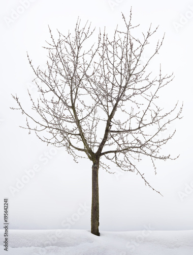 Foto Cherry Tree Hibernation