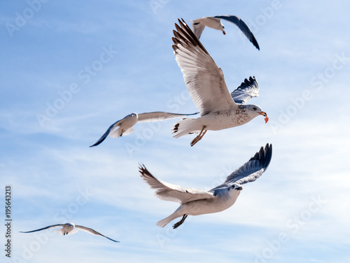 Flock of seagulls flying and eating food in the blue sky. Most successful bird out of this group gets a piece of food after stealing it from a tourist. Winner takes it all.