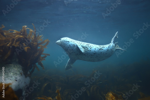 seal underwater photo in wild nature
