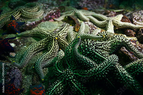 starfish underwater photo