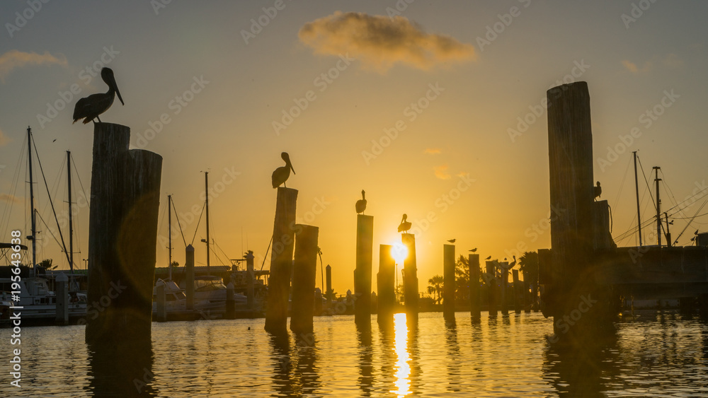 Row of Pelicans sitting on poles at sunset