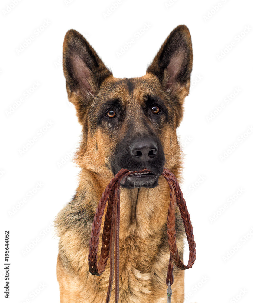 dog and leash dog and leash