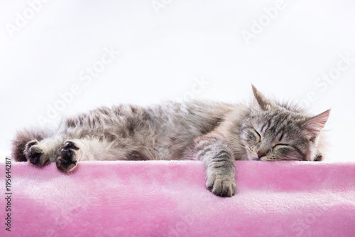 Gatta dal pelo lungo che dorme su una coperta rosa photo