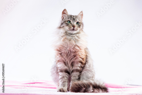 Gatta dal pelo lungo seduta su una coperta rosa photo