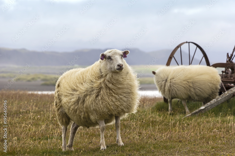 Sheeps standing on the meadow in the north