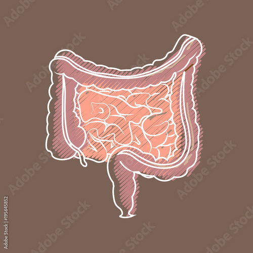 Human digestive system intestines gut anatomy gastrointestinal tract diagram. Styling hatching