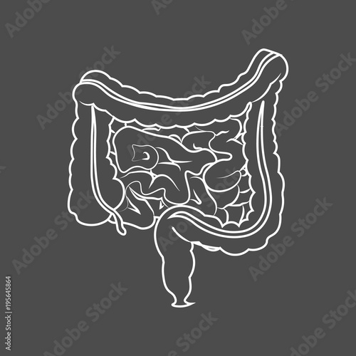 Human digestive system intestines gut anatomy gastrointestinal tract diagram. Monochrome contour of the intestine