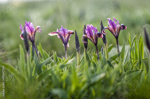 Wild violet iris flower growing in nature, summer seasonal floral sunny background