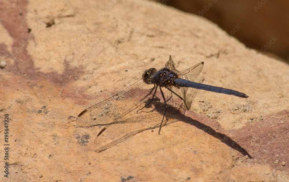 Blue dragonfly on yellow rock