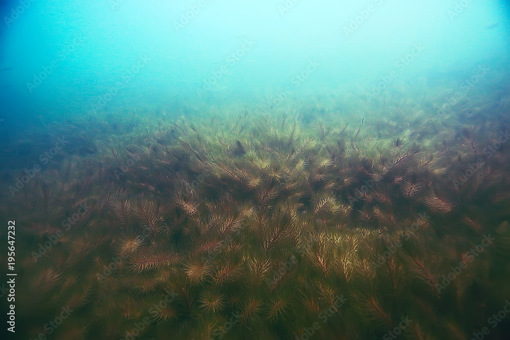 Alga underwater landscape world freshwater pond