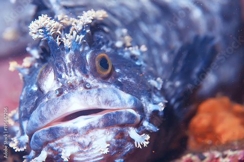 marine animals underwater photo
