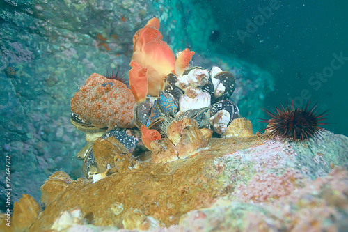 ascidia purple underwater photo coral reef photo