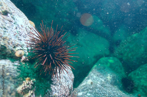 underwater landscape