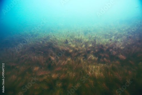 Alga underwater landscape world freshwater pond © kichigin19