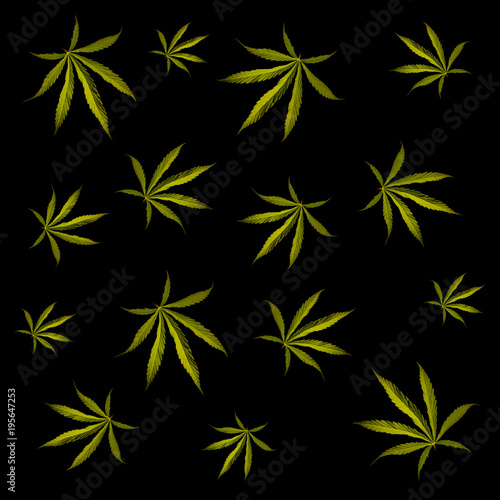 Leaves of marijuana on a black background.