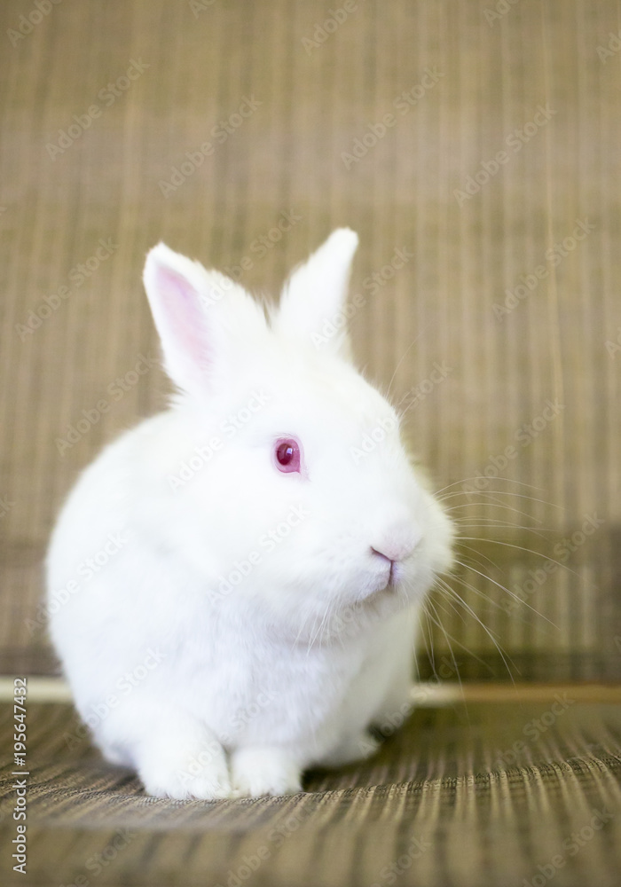 A small white albino Dwarf Rabbit with red eyes