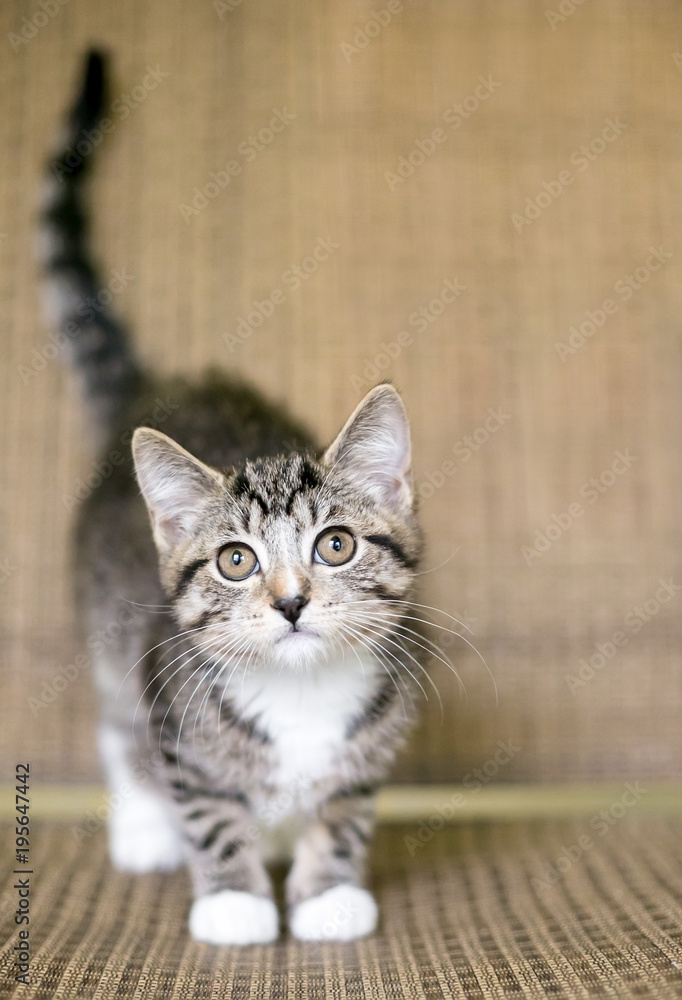 A young tabby domestic shorthair kitten
