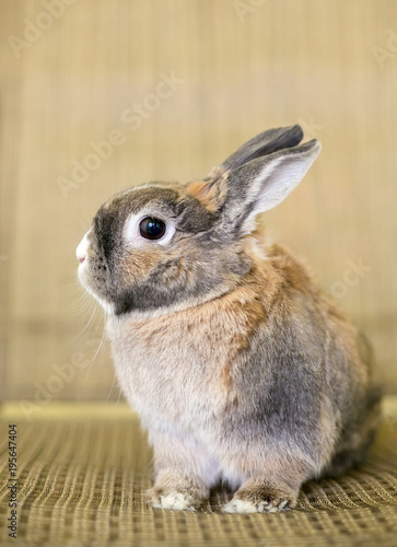 A Dwarf Rabbit with agouti markings